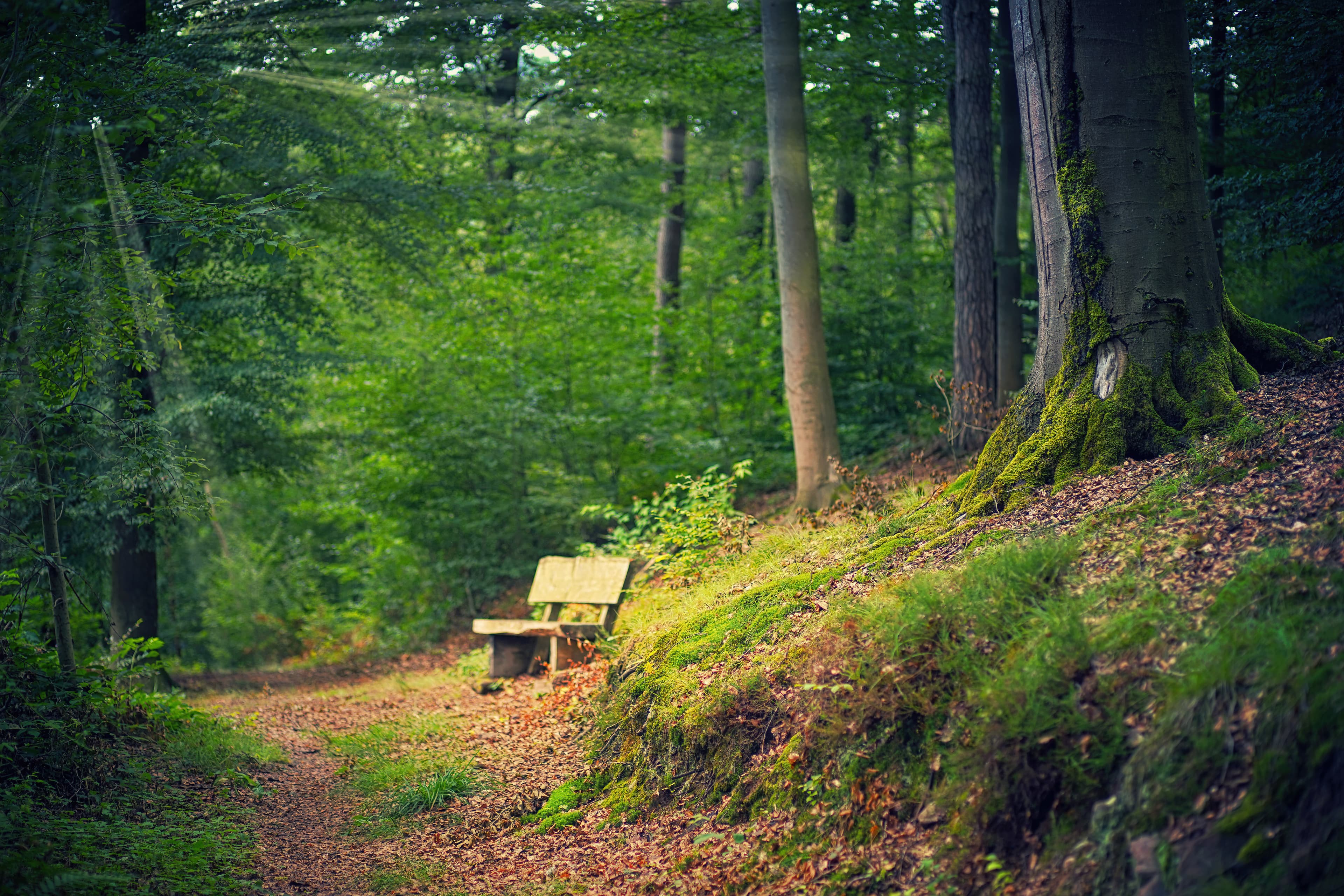 Forest background